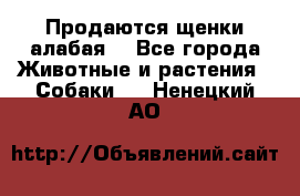 Продаются щенки алабая  - Все города Животные и растения » Собаки   . Ненецкий АО